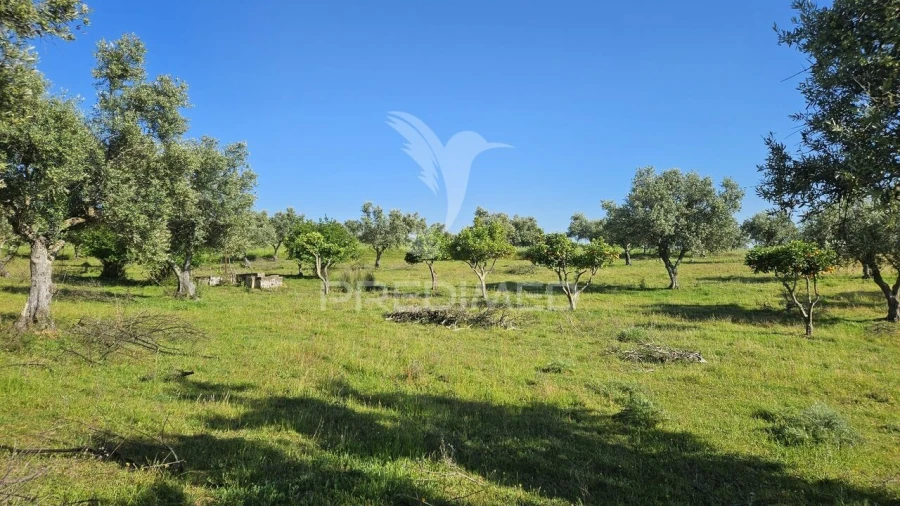 Quinta T4 para Venda em Pavia Foto 9