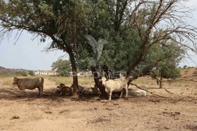 Terreno para Venda em Castro Marim