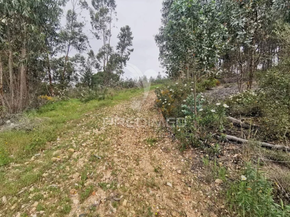 Terreno para Venda em Vila Nova da Barquinha Foto 9
