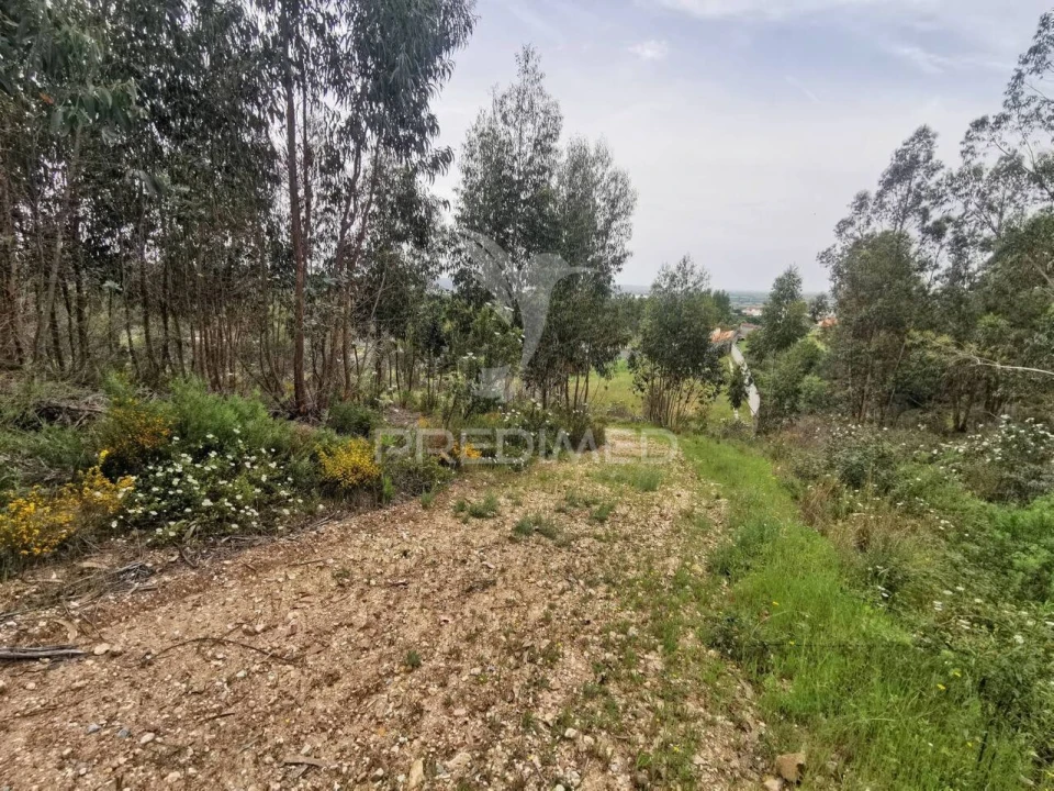 Terreno para Venda em Vila Nova da Barquinha Foto 4
