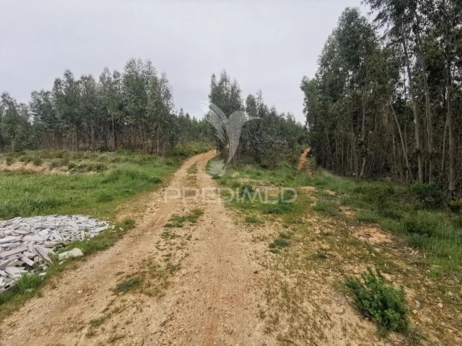 Terreno para Venda em Vila Nova da Barquinha Foto 23