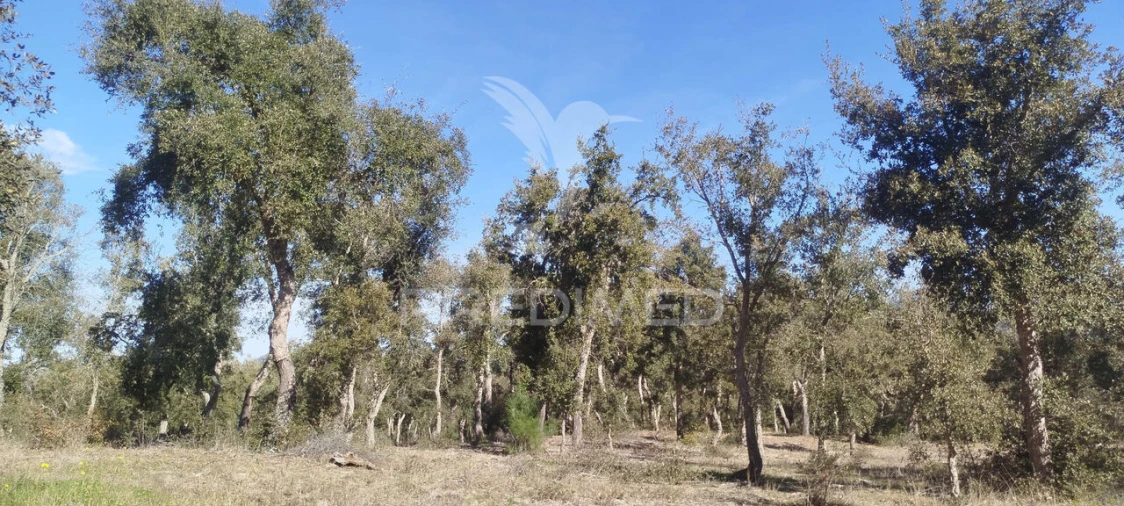 Terreno para Venda em São Francisco da Serra Foto 5
