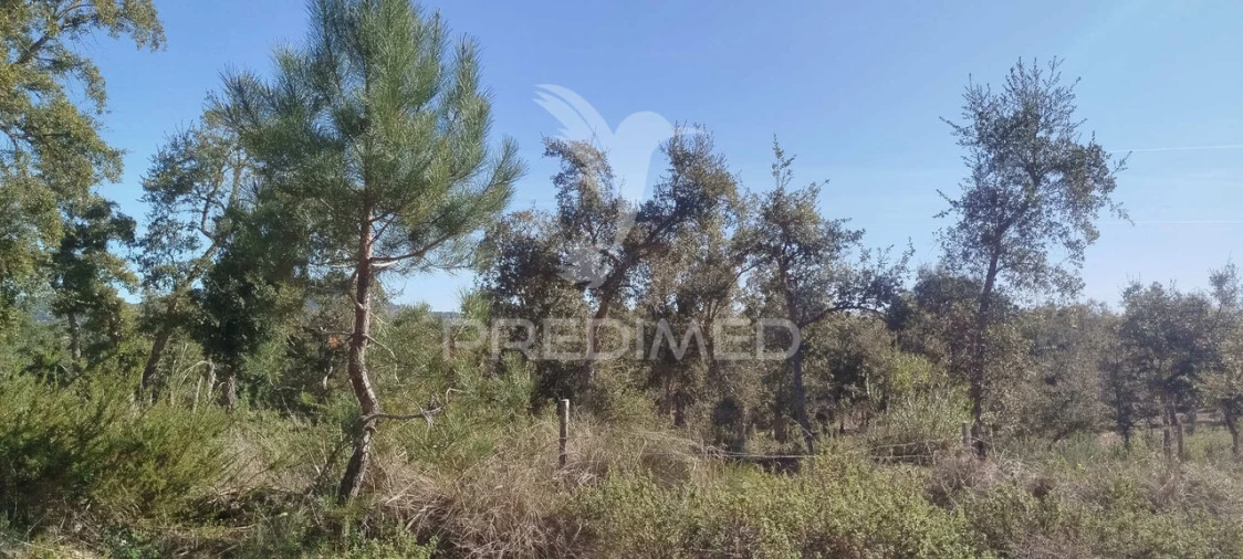 Terreno para Venda em São Francisco da Serra Foto 1