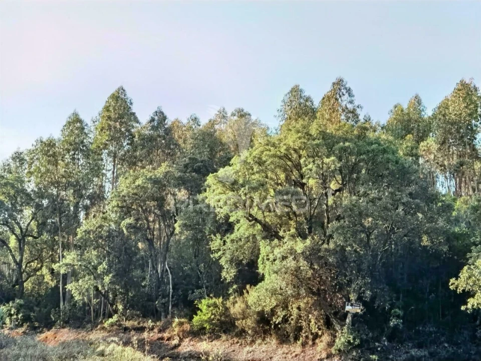 Terreno para Venda em Amiais de Baixo Foto 19