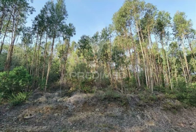 Terreno para Venda em Amiais de Baixo