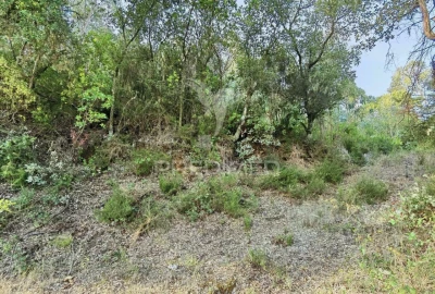 Terreno para Venda em Amiais de Baixo