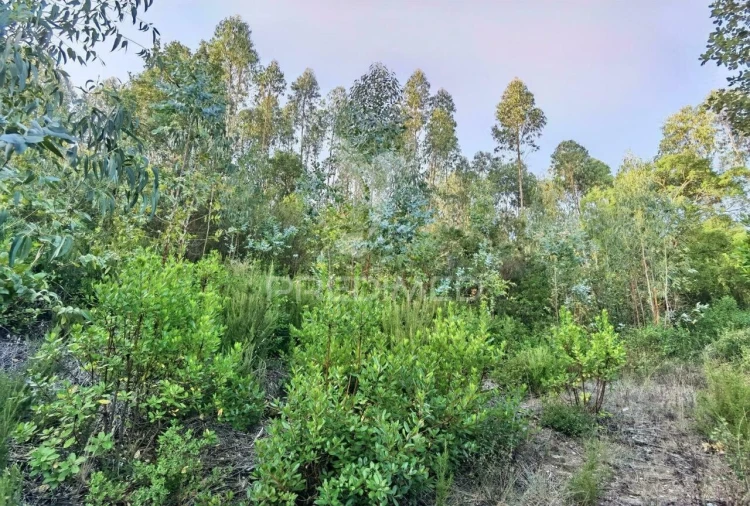Terreno para Venda em Amiais de Baixo Foto 7