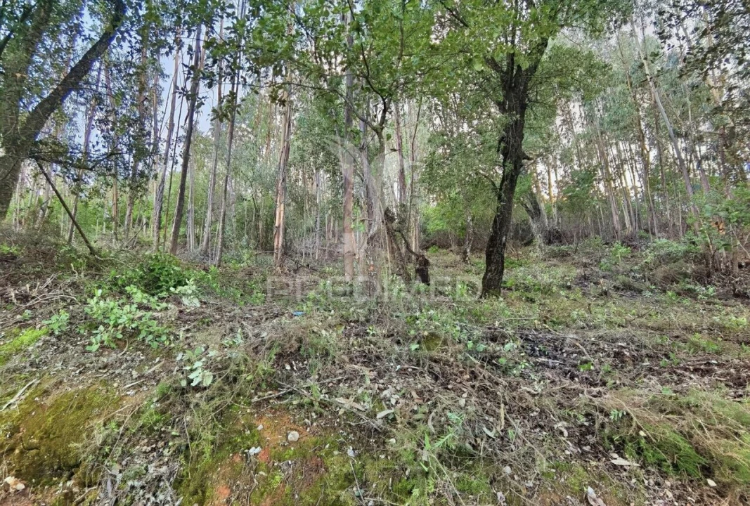 Terreno para Venda em Amiais de Baixo Foto 25
