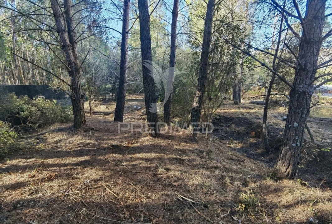 Terreno para Venda em Minde Foto 20