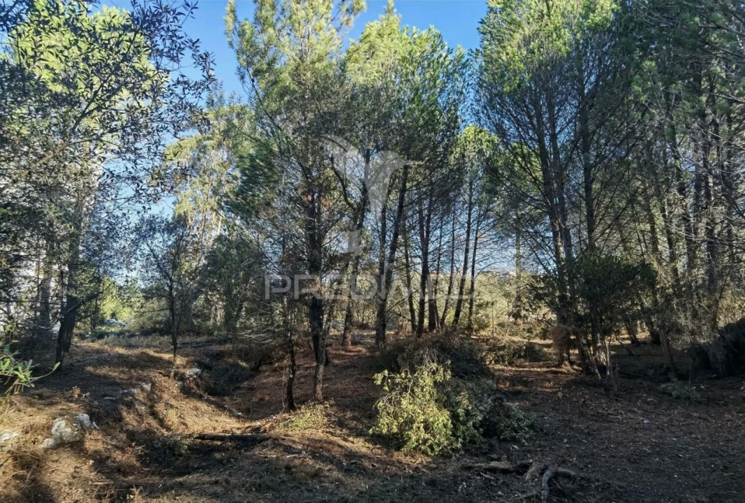 Terreno para Venda em Minde Foto 9