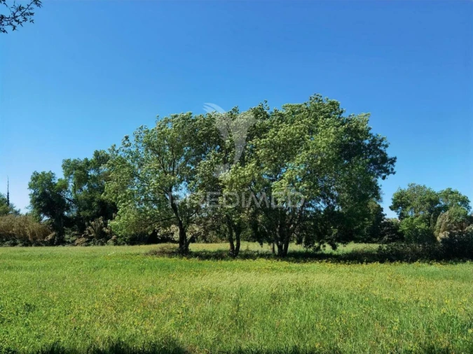 Terreno para Venda em Arneiro das Milhariças Foto 7