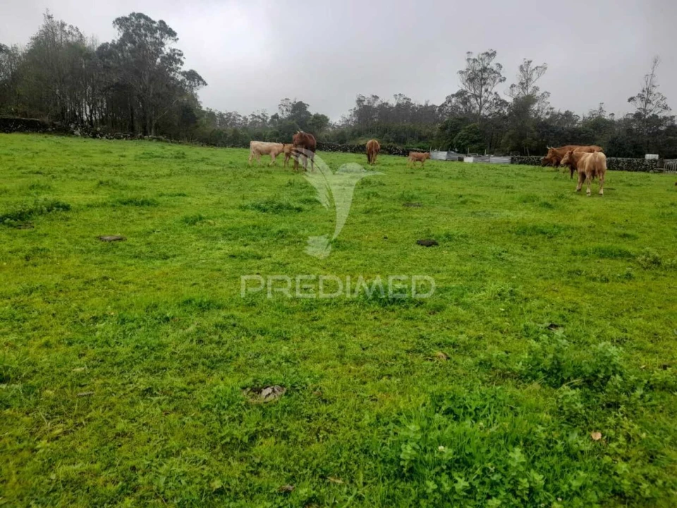 Terreno para Venda em Terra Chã Foto 9