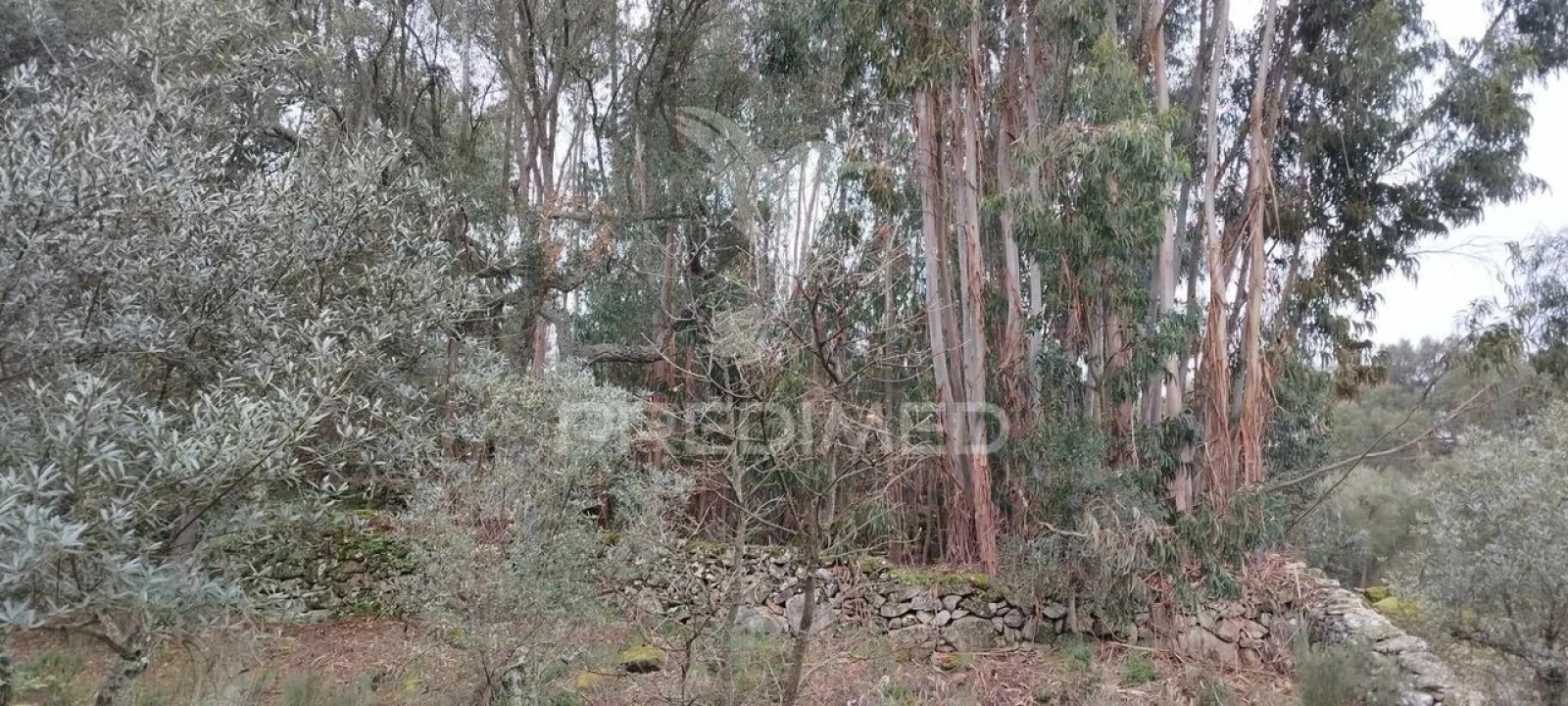 Quinta T0 para Venda em Santa Maria de Marvão Foto 18