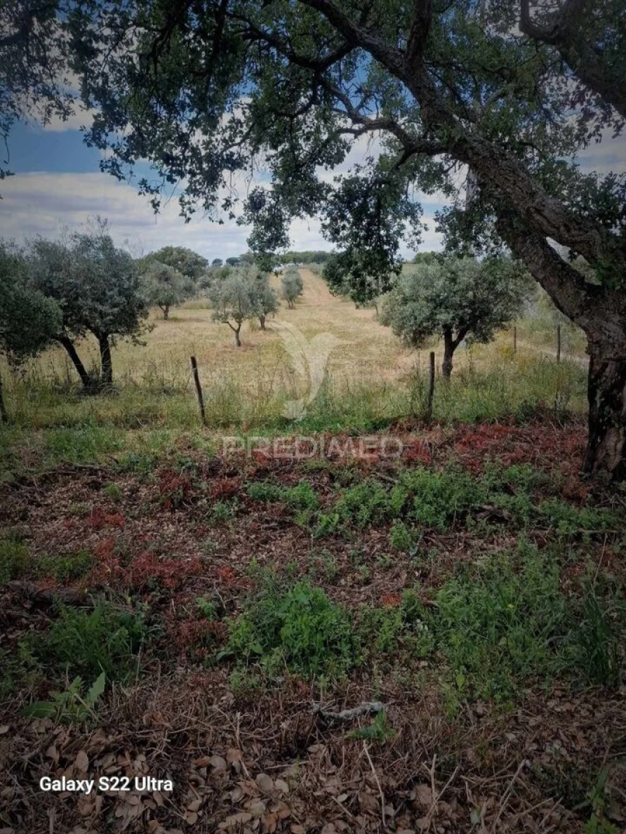 Terreno para Venda em Torrão Foto 14