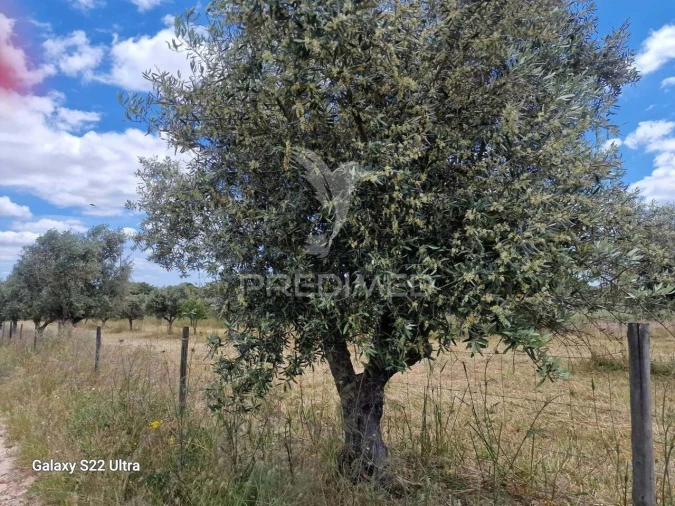 Terreno para Venda em Torrão Foto 12