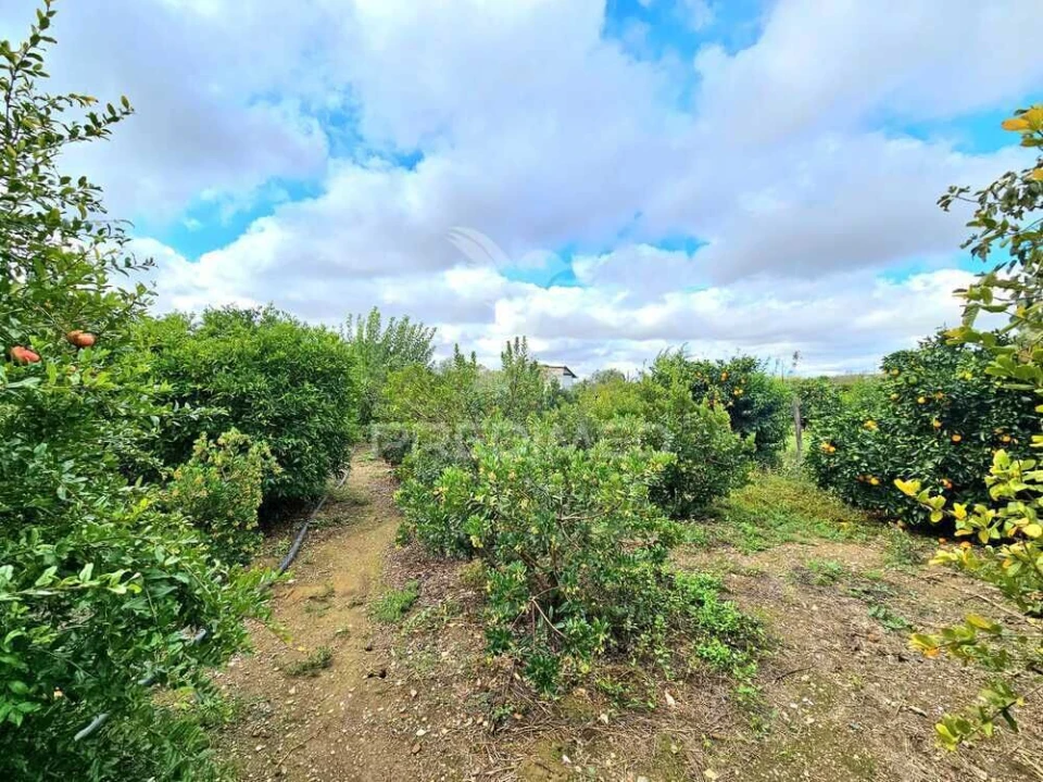 Terreno para Venda em Entradas Foto 13