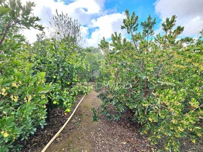 Terreno para Venda em Entradas Foto 15