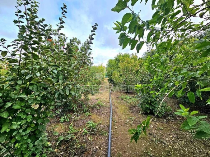 Terreno para Venda em Entradas Foto 14