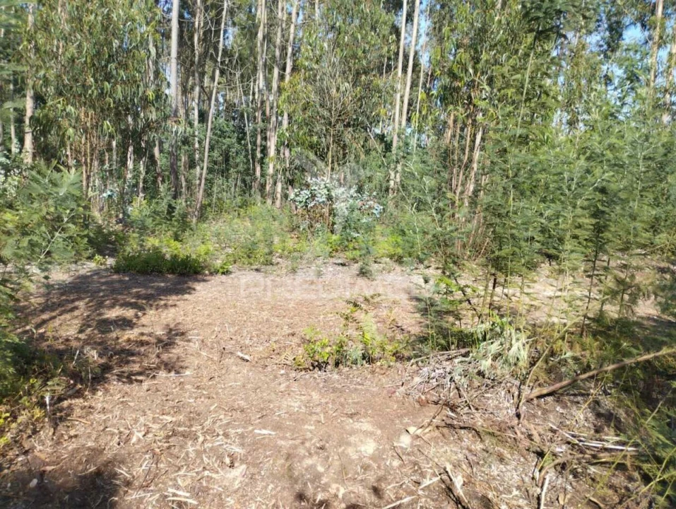 Terreno para Venda em Eixo e Eirol Foto 3