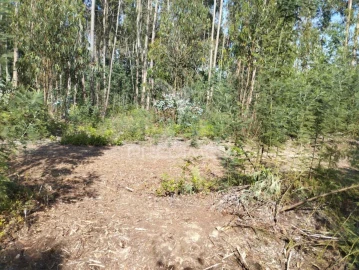 Terreno para Venda em Eixo e Eirol
