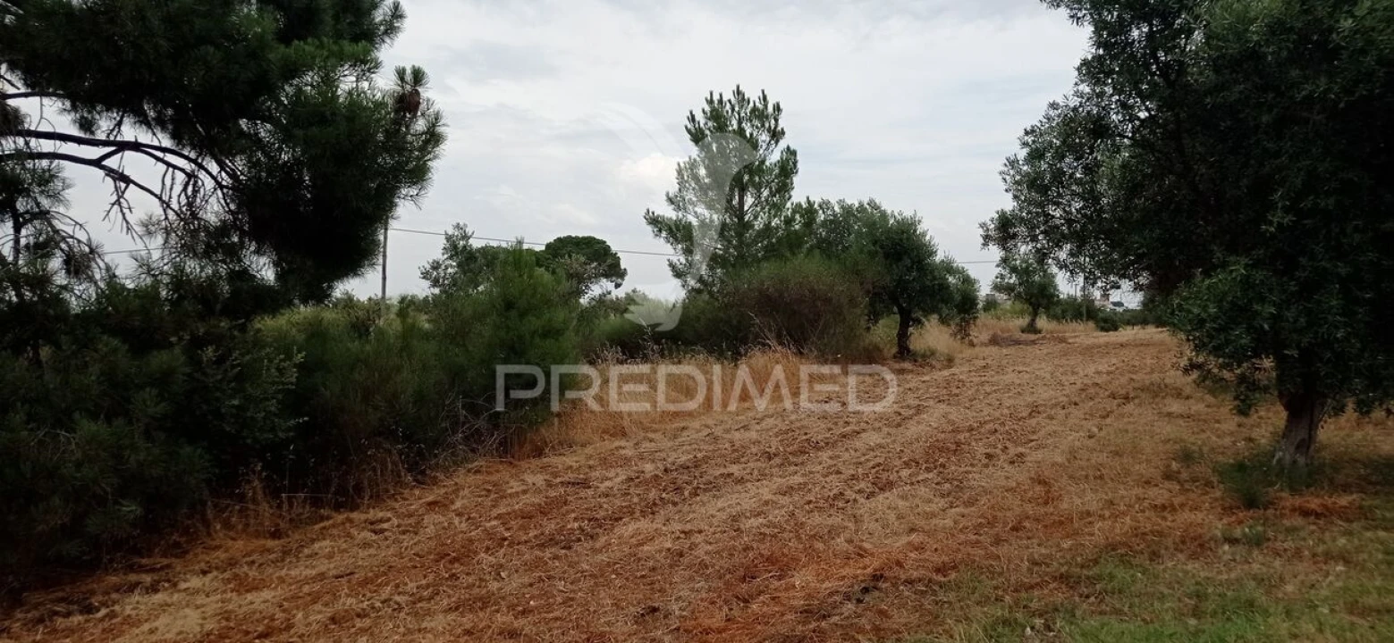 Terreno para Venda em Avis Foto 4