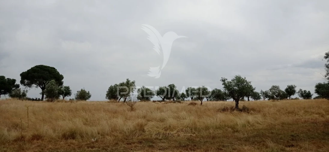 Terreno para Venda em Avis Foto 12