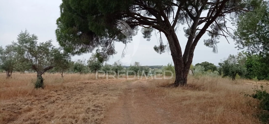 Terreno para Venda em Avis Foto 10