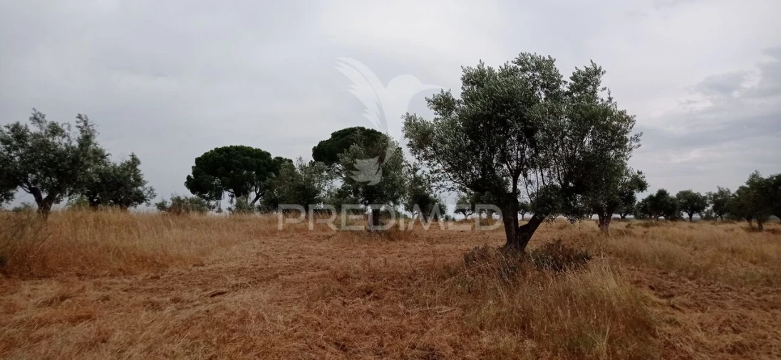 Terreno para Venda em Avis Foto 11