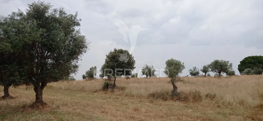 Terreno para Venda em Avis Foto 13