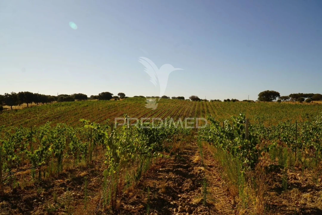 Quinta T0 para Venda em Santiago Maior Foto 8