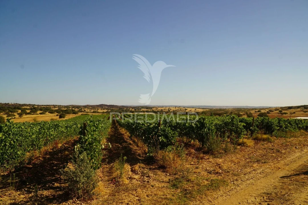 Quinta T0 para Venda em Santiago Maior Foto 6