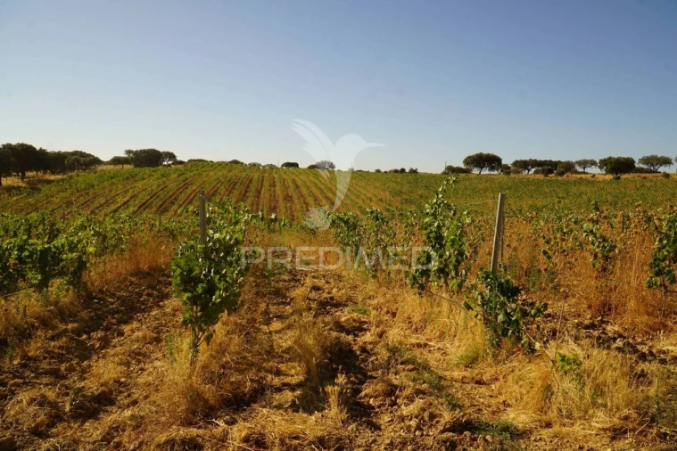 Quinta T0 para Venda em Santiago Maior Foto 7