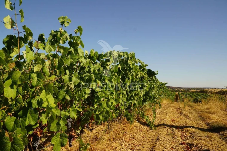 Quinta T0 para Venda em Santiago Maior Foto 11