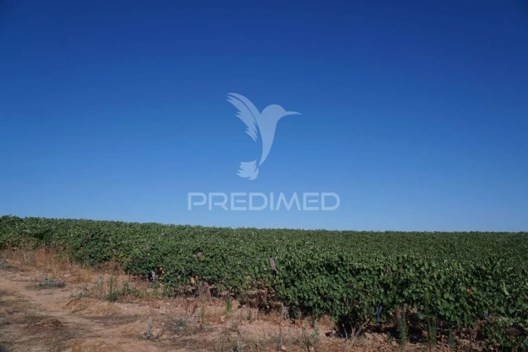 Quinta T0 para Venda em Santiago Maior Foto 18