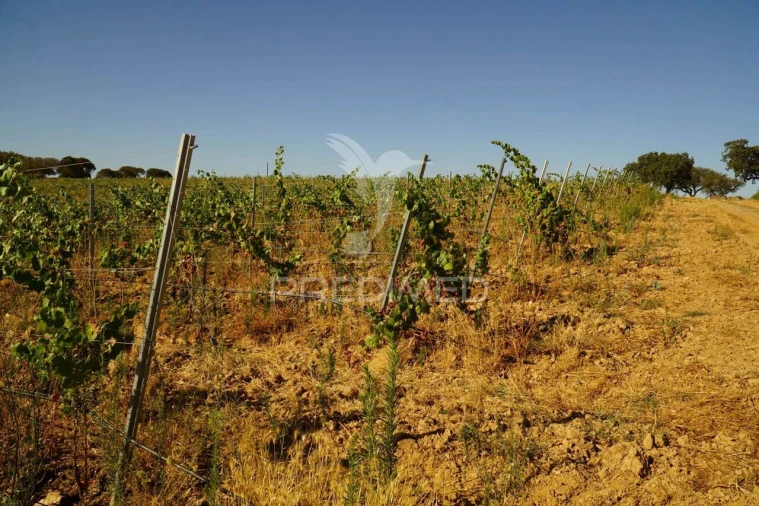 Quinta T0 para Venda em Santiago Maior Foto 13
