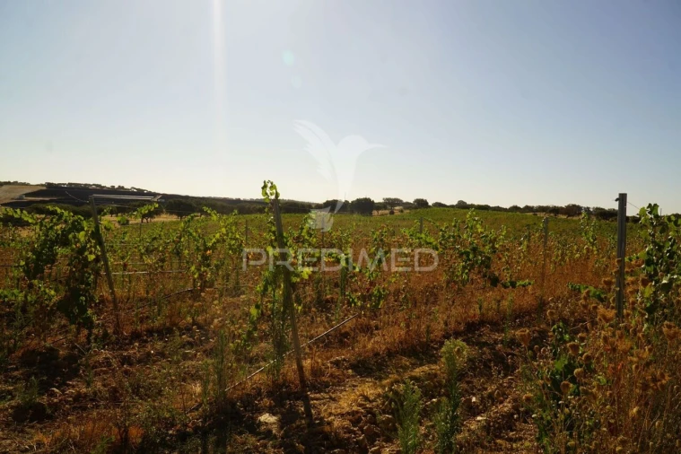 Quinta T0 para Venda em Santiago Maior Foto 15