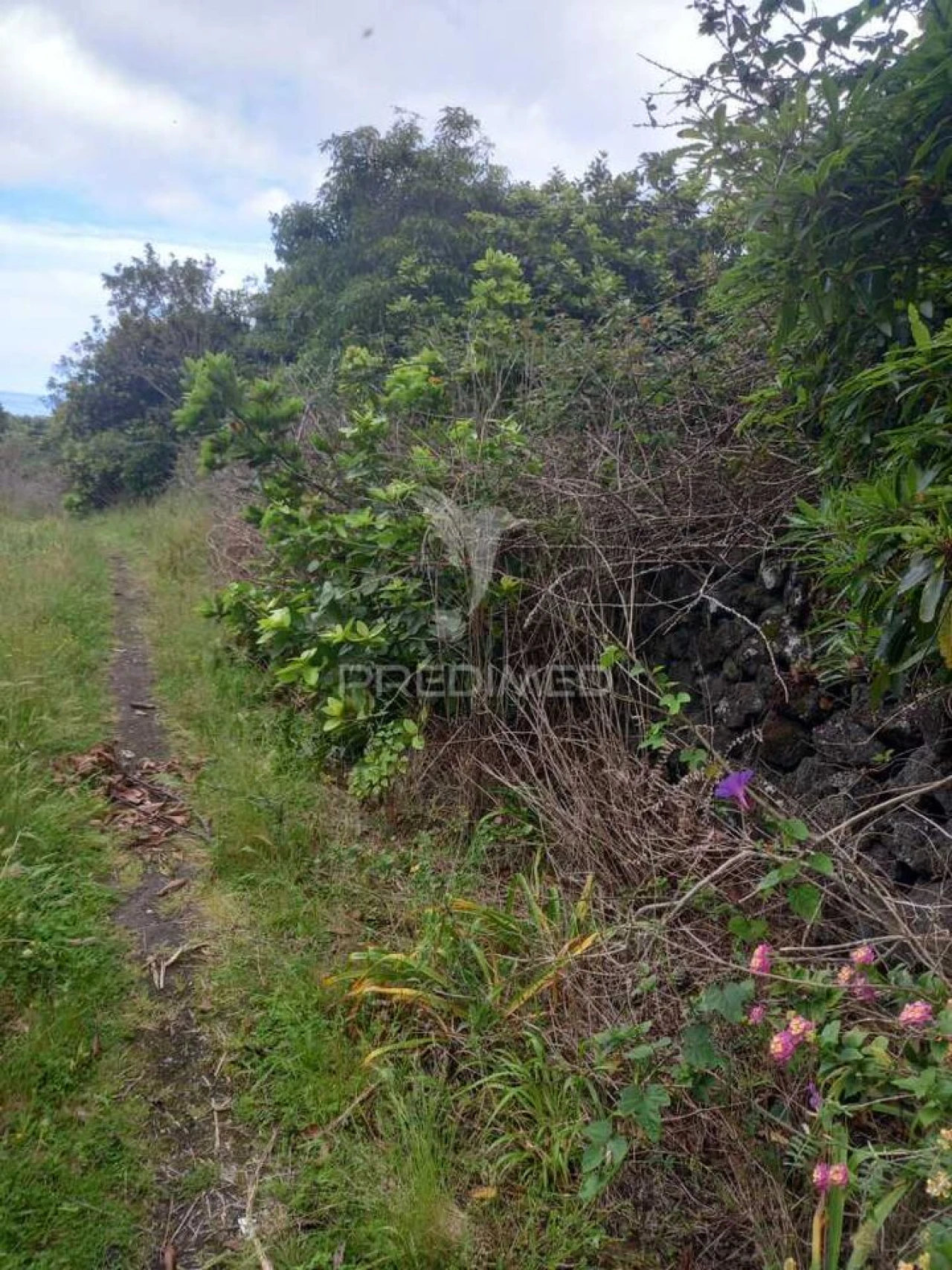 Terreno para Venda em Porto Martins Foto 3