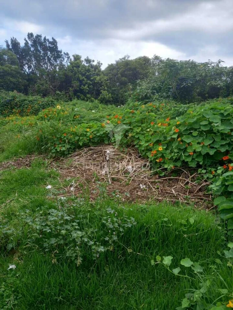 Terreno para Venda em Porto Martins Foto 4