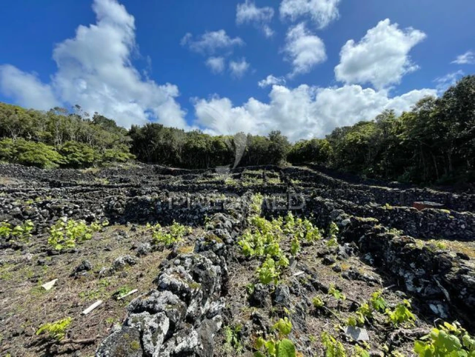Terreno para Venda em Candelaria Foto 10