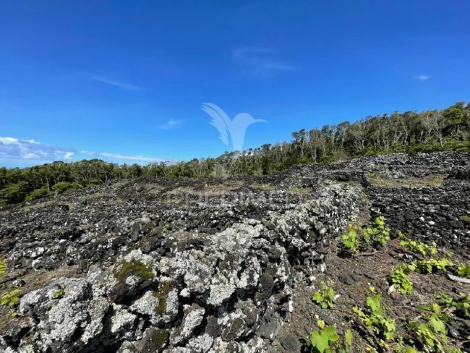 Terreno para Venda em Candelaria Foto 3