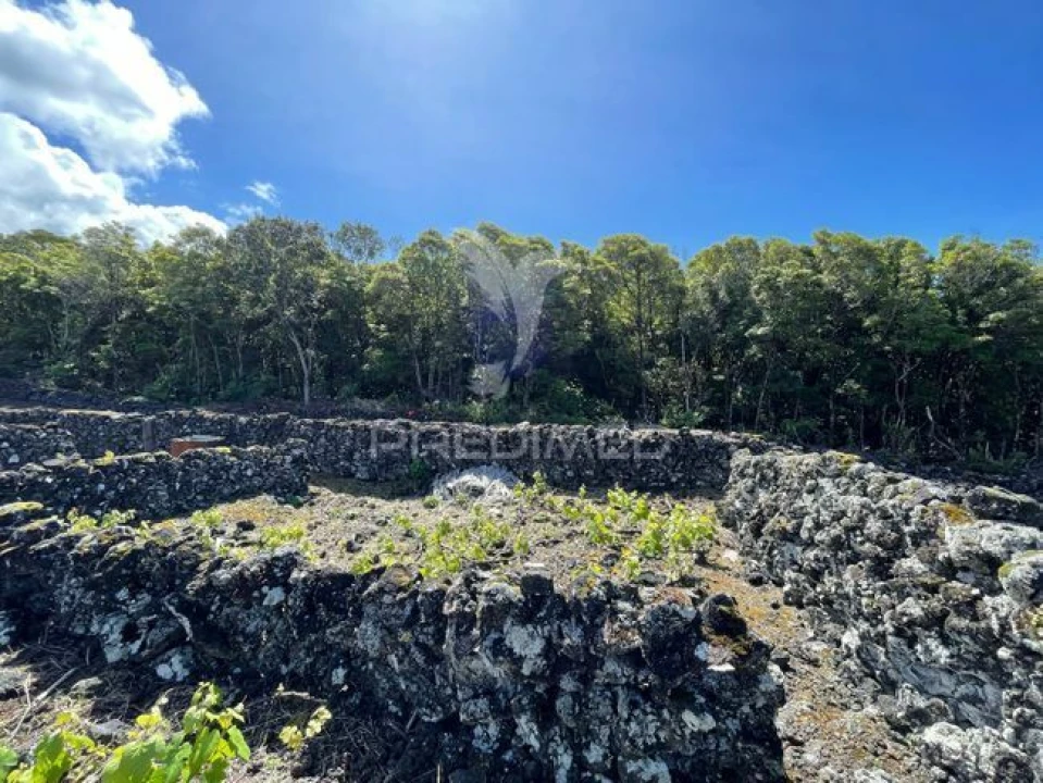 Terreno para Venda em Candelaria Foto 4