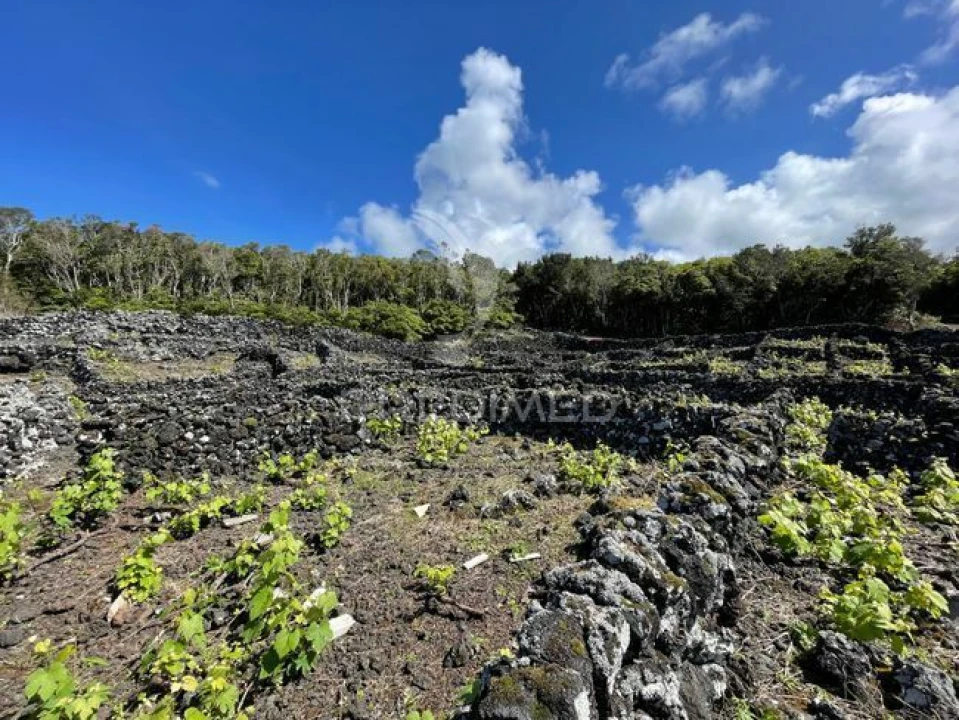 Terreno para Venda em Candelaria Foto 8