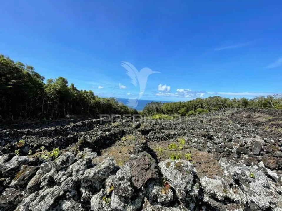 Terreno para Venda em Candelaria Foto 2