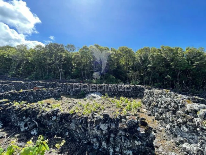 Terreno para Venda em Candelaria Foto 4