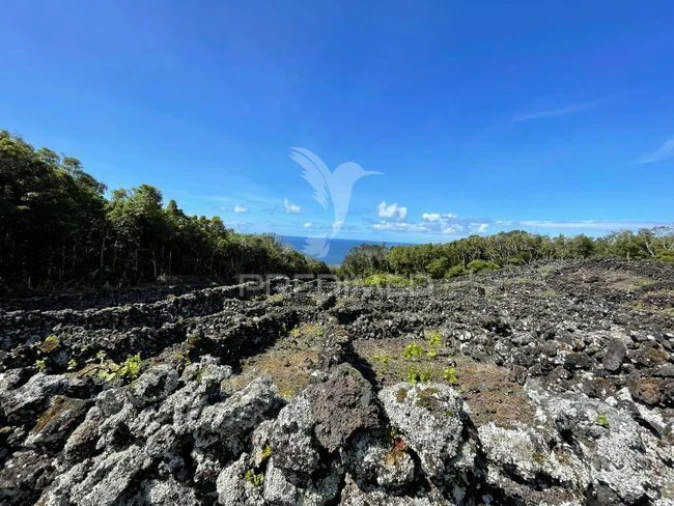 Terreno para Venda em Candelaria Foto 2