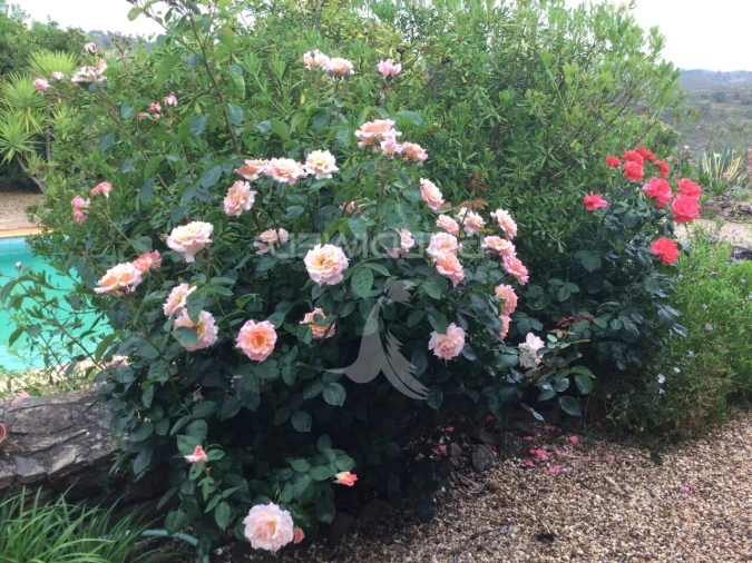 Quinta T3 para Venda em Ourique Foto 22