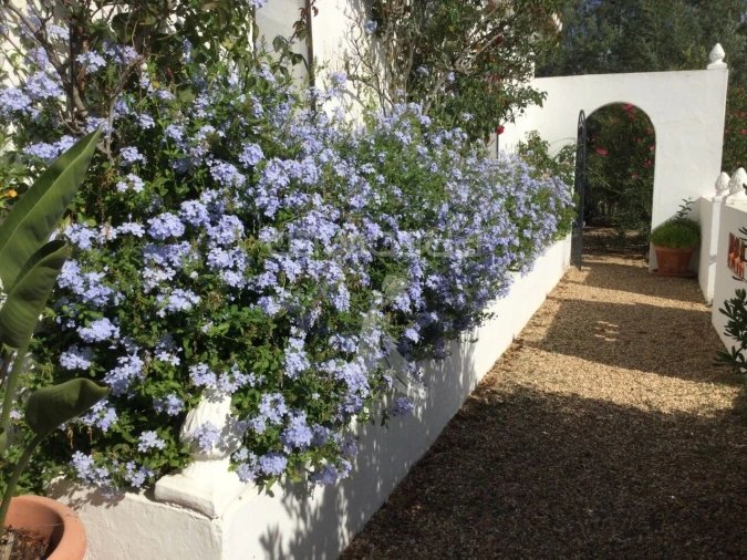 Quinta T3 para Venda em Ourique Foto 23