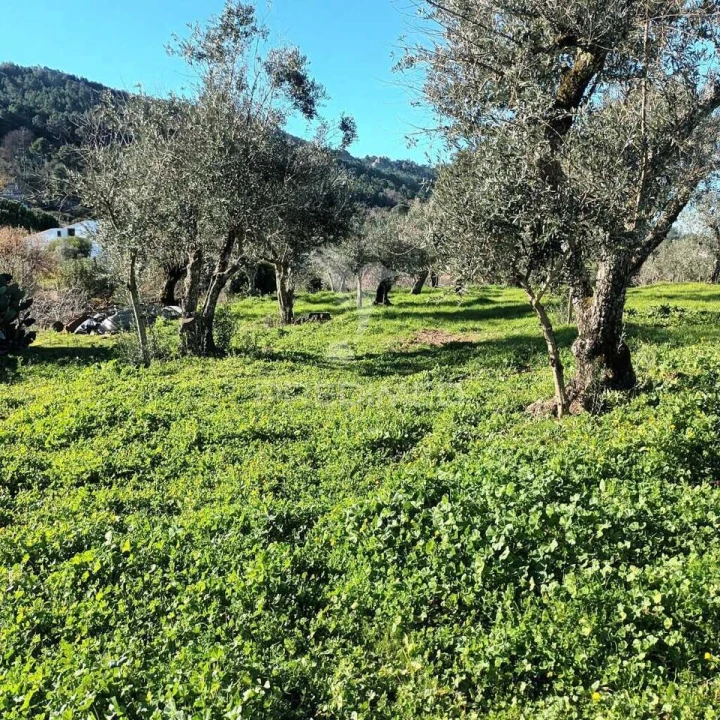 Quinta T3 para Venda em Santa Maria da Devesa Foto 16