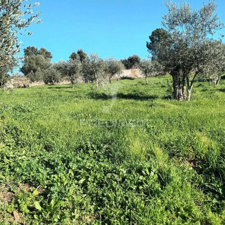 Quinta T3 para Venda em Santa Maria da Devesa Foto 12