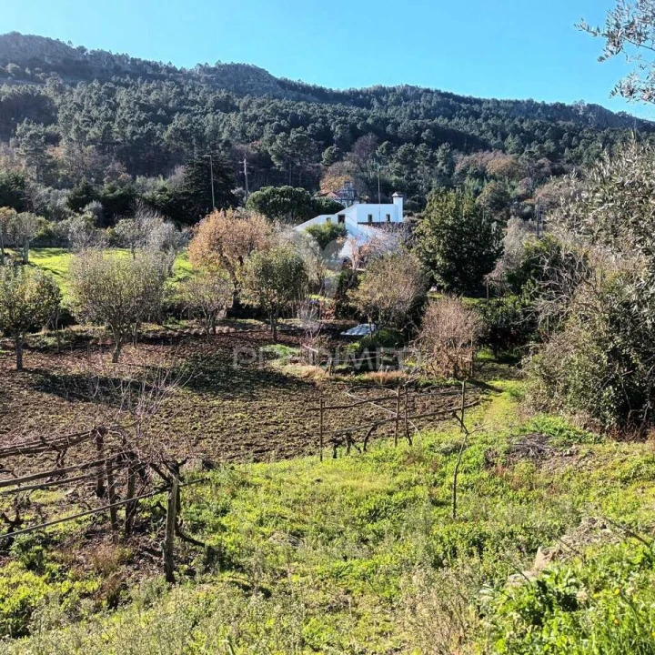 Quinta T3 para Venda em Santa Maria da Devesa Foto 1